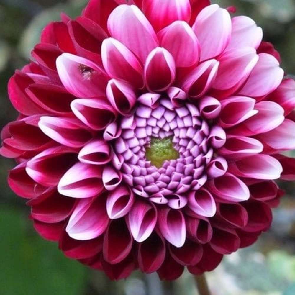 Dahlia 'Chick A Dee'